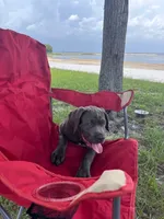Raiden, a male Cane Corso for sale in Saint Cloud, FL – 2 of 10