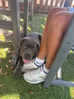 Raiden, a male Cane Corso for sale in Saint Cloud, FL – 3 of 10