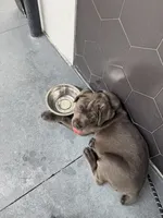 Raiden, a male Cane Corso for sale in Saint Cloud, FL – 8 of 10