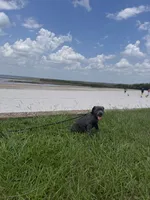 Raiden, a male Cane Corso for sale in Saint Cloud, FL – 5 of 10