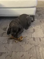 Raiden, a male Cane Corso for sale in Saint Cloud, FL – 7 of 10