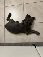 Raiden, a male Cane Corso for sale in Saint Cloud, FL – 6 of 10