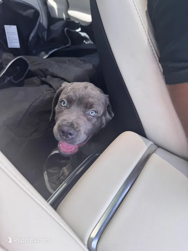 Raiden – Cane Corso puppy for sale in Saint Cloud, FL
