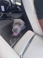 Raiden, a male Cane Corso for sale in Saint Cloud, FL – 1 of 10