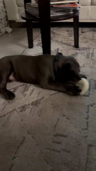 Raiden, a male Cane Corso for sale in Saint Cloud, FL – 10 of 10