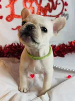 Green lantern, a male French Bulldog for sale in Tucson, AZ – Photo 9 of 9