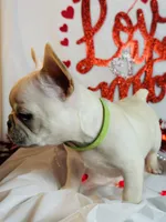 Green lantern, a male French Bulldog for sale in Tucson, AZ – Photo 6 of 9