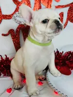 Green lantern, a male French Bulldog for sale in Tucson, AZ – Photo 3 of 9