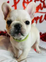 Green lantern, a male French Bulldog for sale in Tucson, AZ – Photo 4 of 9