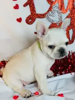 Green lantern, a male French Bulldog for sale in Tucson, AZ – Photo 1 of 9