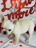 Green lantern, a male French Bulldog for sale in Tucson, AZ – Photo 7 of 9