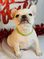 Green lantern, a male French Bulldog for sale in Tucson, AZ – Photo 8 of 9