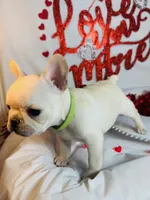 Green lantern, a male French Bulldog for sale in Tucson, AZ – Photo 5 of 9