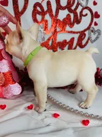 Green lantern, a male French Bulldog for sale in Tucson, AZ – Photo 2 of 9