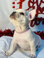 Purple rain, a female French Bulldog for sale in Tucson, AZ – Photo 4 of 10