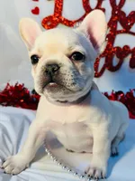 Purple rain, a female French Bulldog for sale in Tucson, AZ – Photo 8 of 10