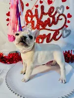 Purple rain, a female French Bulldog for sale in Tucson, AZ – Photo 5 of 10