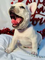 Purple rain, a female French Bulldog for sale in Tucson, AZ – Photo 7 of 10