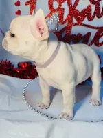 Purple rain, a female French Bulldog for sale in Tucson, AZ – Photo 10 of 10