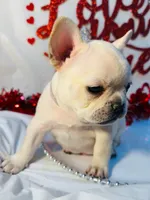 Purple rain, a female French Bulldog for sale in Tucson, AZ – Photo 3 of 10