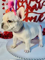 Purple rain, a female French Bulldog for sale in Tucson, AZ – Photo 6 of 10