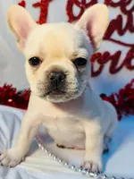 Purple rain, a female French Bulldog for sale in Tucson, AZ – Photo 9 of 10