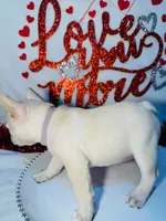 Purple rain, a female French Bulldog for sale in Tucson, AZ – Photo 2 of 10