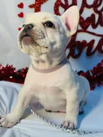 Purple rain, a female French Bulldog for sale in Tucson, AZ – Photo 1 of 10