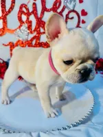Pink, a female French Bulldog for sale in Tucson, AZ – Photo 4 of 9