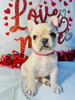 Pink, a female French Bulldog for sale in Tucson, AZ – Photo 1 of 9