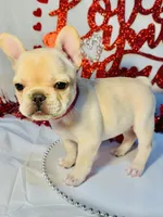 Pink, a female French Bulldog for sale in Tucson, AZ – Photo 3 of 9