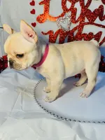 Pink, a female French Bulldog for sale in Tucson, AZ – Photo 5 of 9