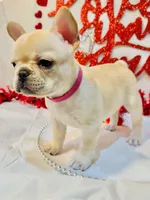 Pink, a female French Bulldog for sale in Tucson, AZ – Photo 8 of 9