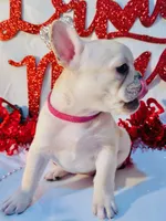 Pink, a female French Bulldog for sale in Tucson, AZ – Photo 7 of 9