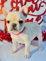 Pink, a female French Bulldog for sale in Tucson, AZ – Photo 9 of 9