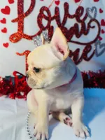 Pink, a female French Bulldog for sale in Tucson, AZ – Photo 2 of 9