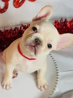 Red ruby, a female French Bulldog for sale in Tucson, AZ – Photo 5 of 10