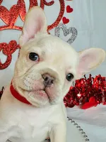 Red ruby, a female French Bulldog for sale in Tucson, AZ – Photo 1 of 10