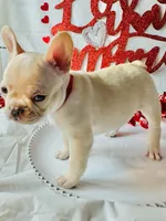 Red ruby, a female French Bulldog for sale in Tucson, AZ – Photo 10 of 10