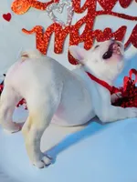 Red ruby, a female French Bulldog for sale in Tucson, AZ – Photo 3 of 10