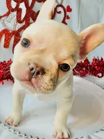 Red ruby, a female French Bulldog for sale in Tucson, AZ – Photo 9 of 10