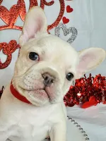 Red Velvet , a female French Bulldog for sale in Tucson, AZ – Photo 1 of 8