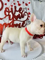 Red Velvet , a female French Bulldog for sale in Tucson, AZ – Photo 4 of 8