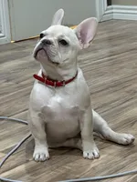 Red Velvet , a female French Bulldog for sale in Tucson, AZ – Photo 5 of 8