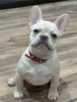 Red Velvet , a female French Bulldog for sale in Tucson, AZ – Photo 2 of 8