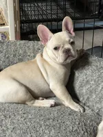 Red Velvet , a female French Bulldog for sale in Tucson, AZ – Photo 8 of 8