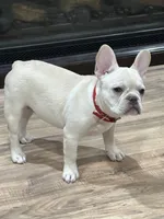 Red Velvet , a female French Bulldog for sale in Tucson, AZ – Photo 6 of 8