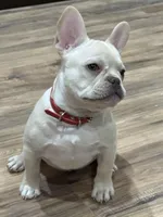 Red Velvet , a female French Bulldog for sale in Tucson, AZ – Photo 3 of 8