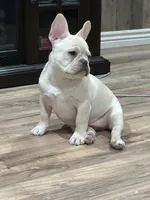 Red Velvet , a female French Bulldog for sale in Tucson, AZ – Photo 7 of 8