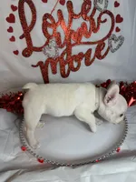 White lightening , a male French Bulldog for sale in Tucson, AZ – Photo 6 of 7